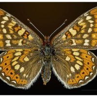 Damier de la succise (Euphydryas aurinia)