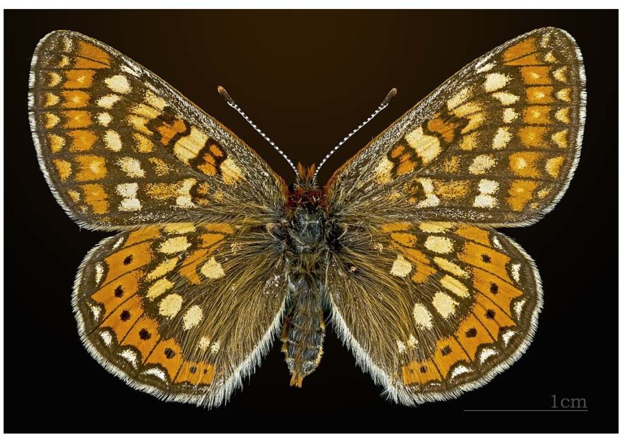 Damier de la succise (Euphydryas aurinia)